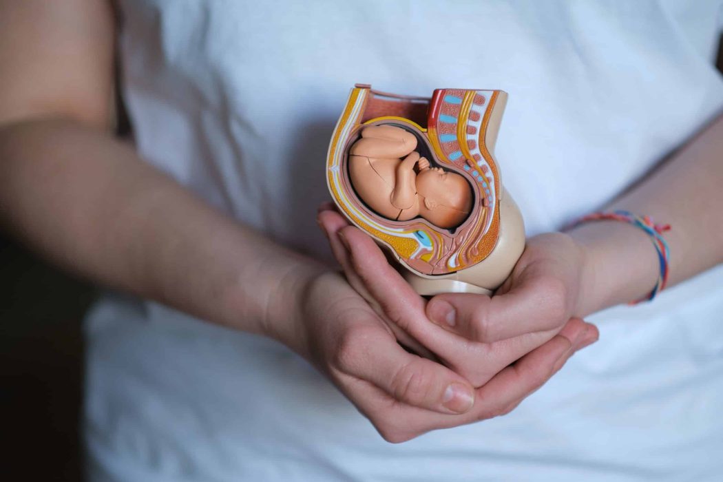 Baby udvikling i maven – jordemoder holder model af foster