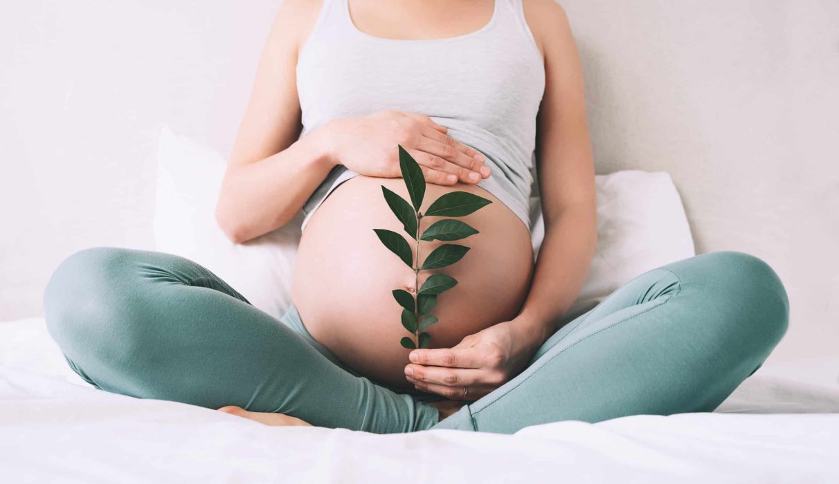 gravid med gren